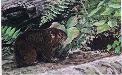 Mountain Beaver, Their Long Whiskers Guide Them Through Dark Tunnels by Louis Agassiz Fuertes
